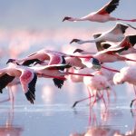 Bird-Watching-in-Kenya